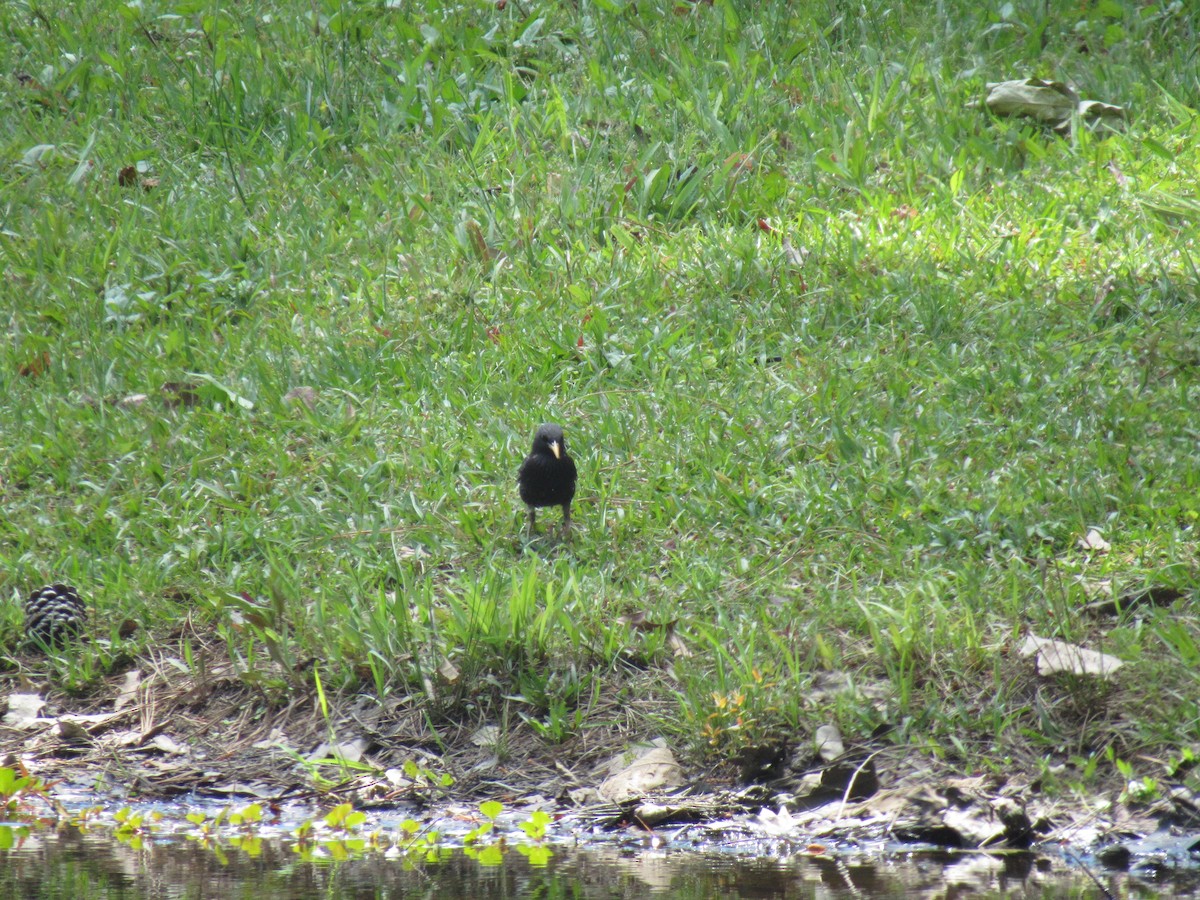 European Starling - ML232451151