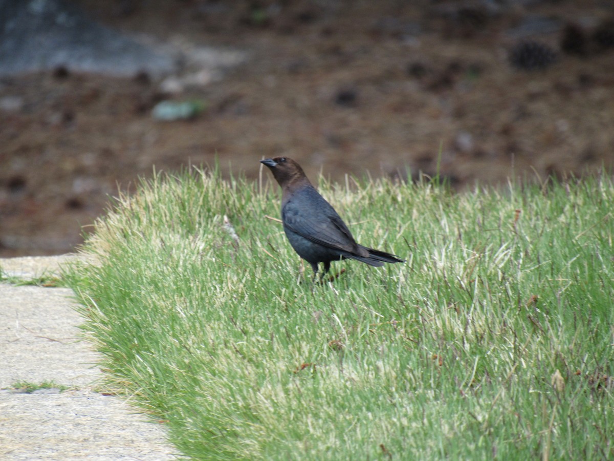 Brown-headed Cowbird - ML232451201