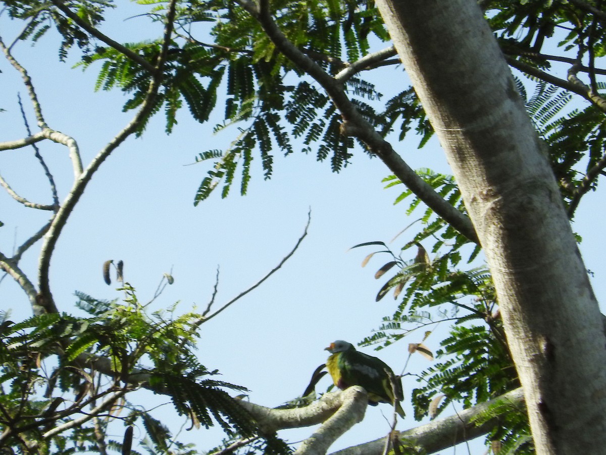 Carunculated Fruit-Dove - ML23245161