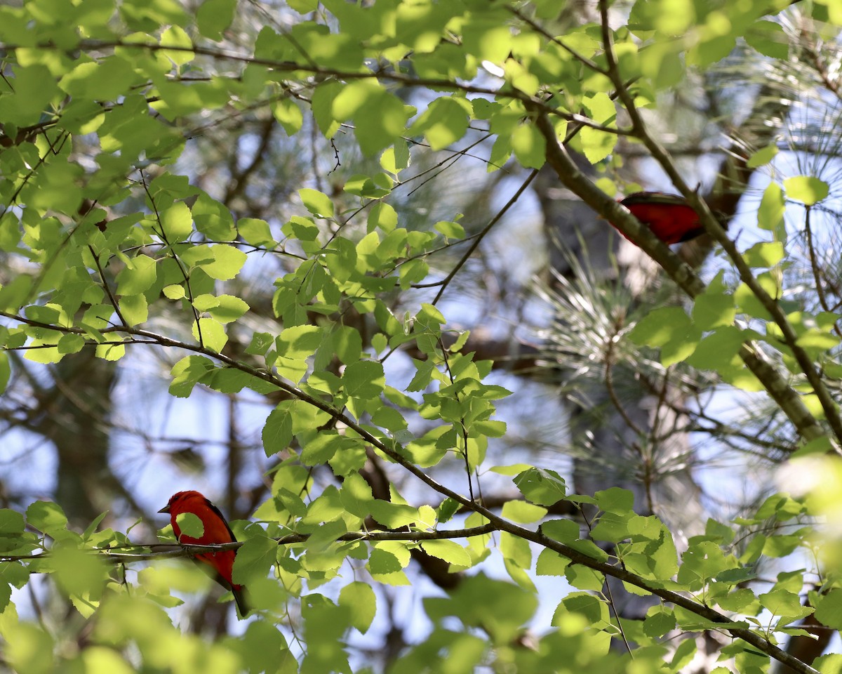 Scarlet Tanager - ML232452131