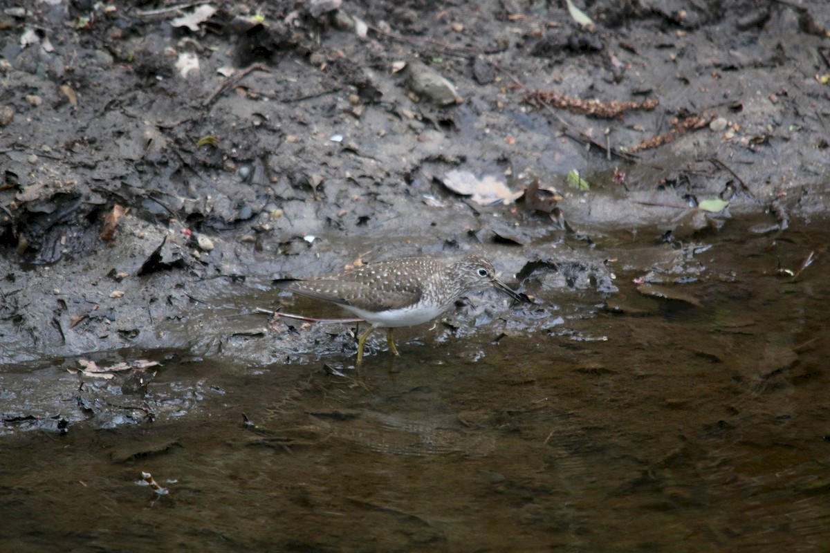 Solitary Sandpiper - ML232452341