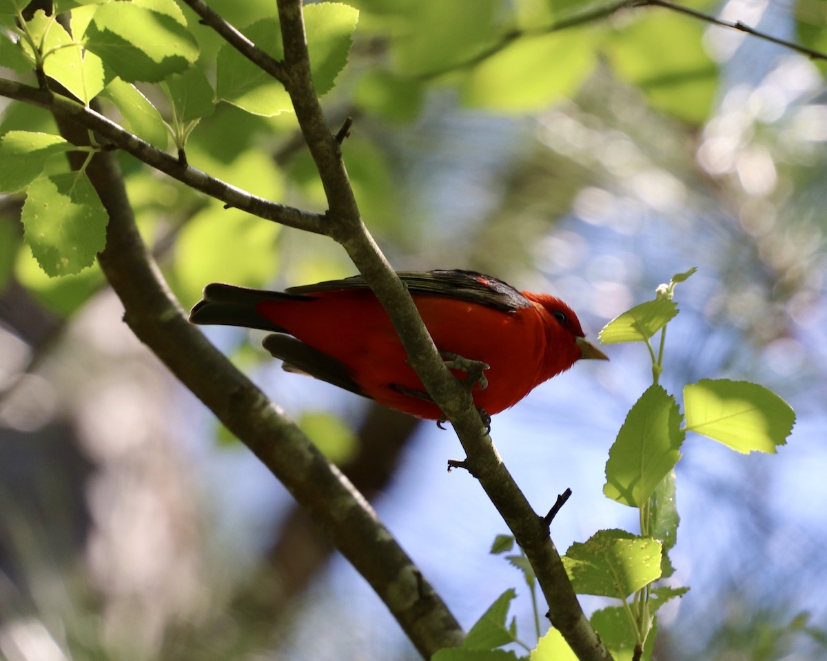 Scarlet Tanager - ML232452441