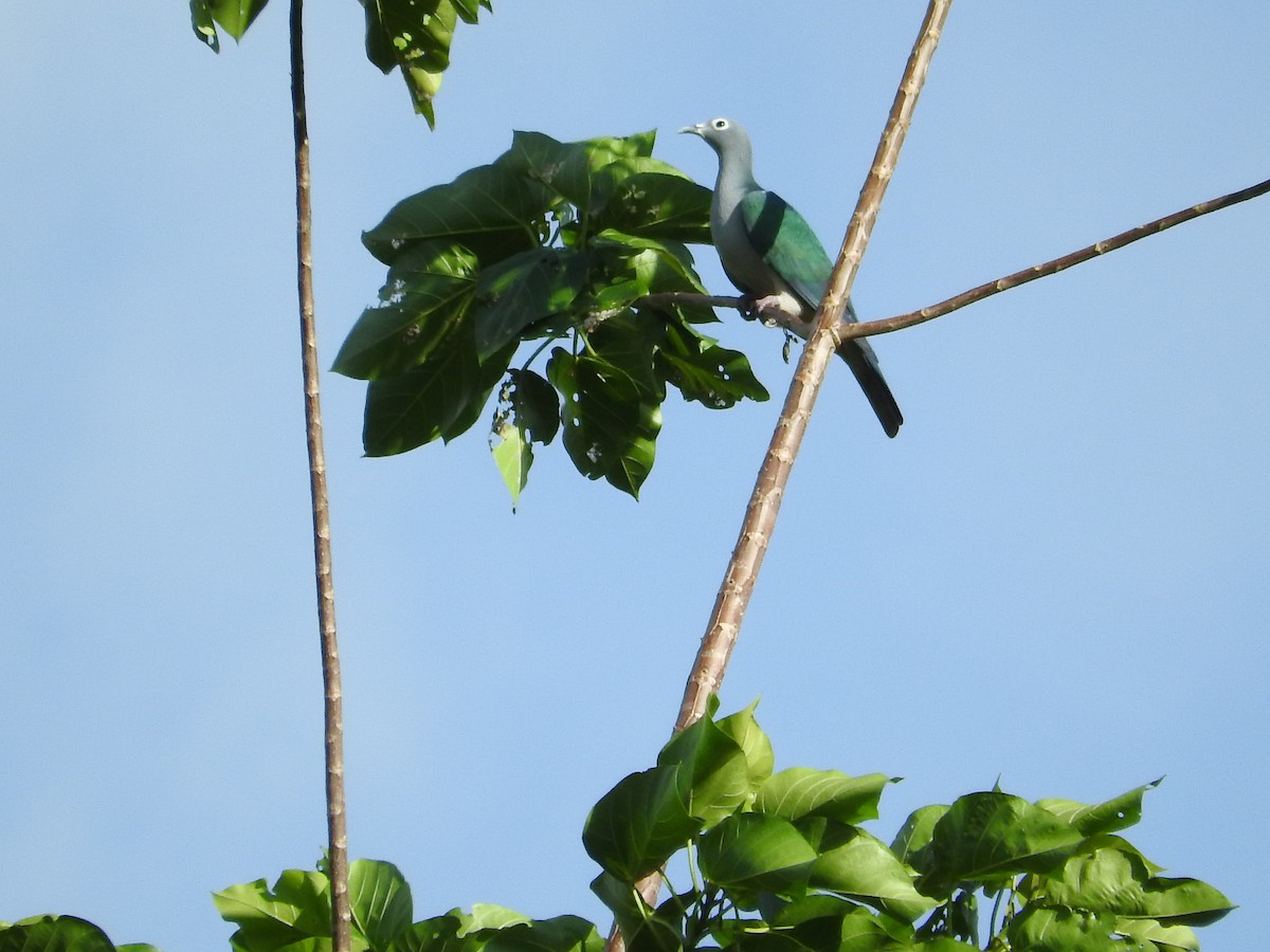 Spectacled Imperial-Pigeon - ML23245251