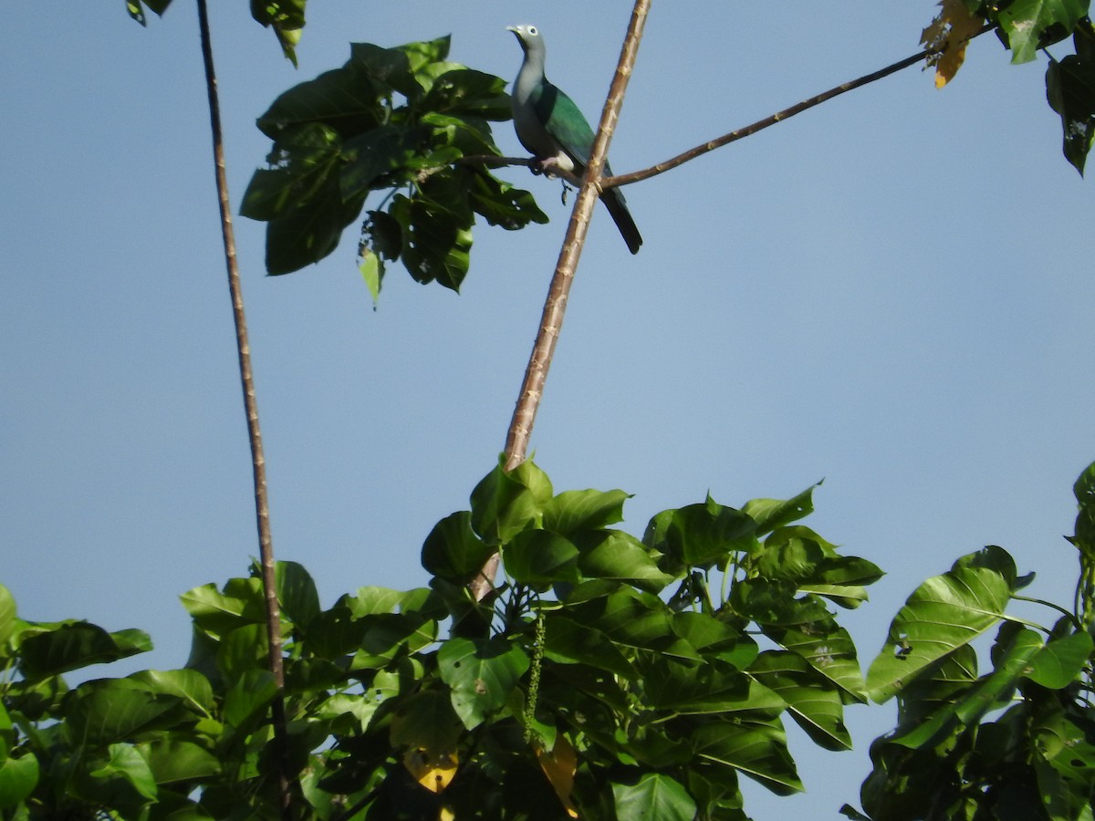Очковый плодовый голубь - ML23245291