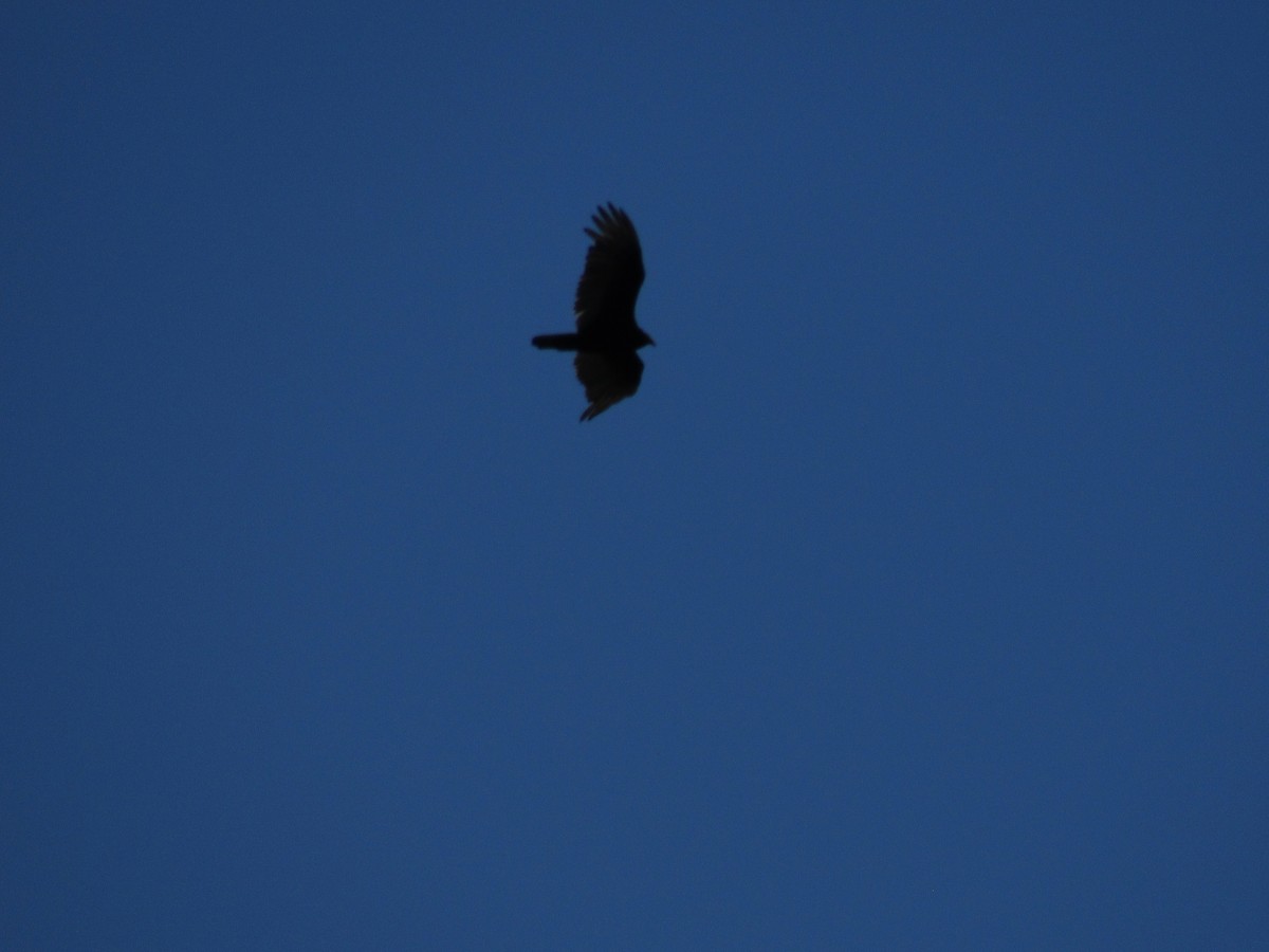 Turkey Vulture - ML232454211