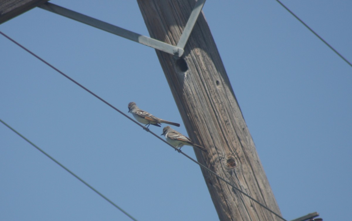 Ash-throated Flycatcher - ML232455631