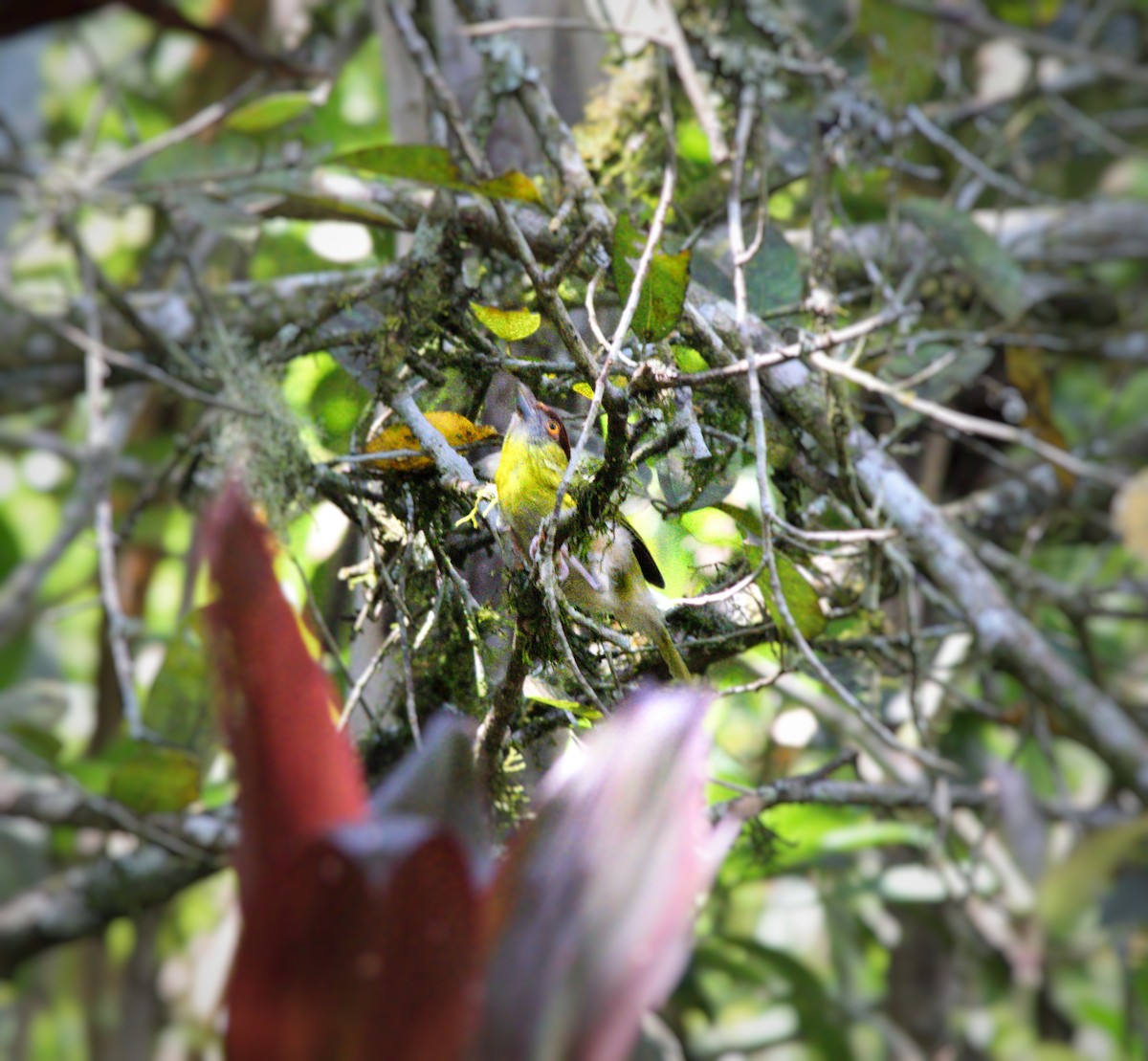 Rufous-browed Peppershrike (Yellow-backed) - ML232457381