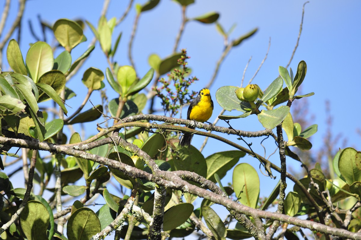 Golden-fronted Redstart - ML232457441