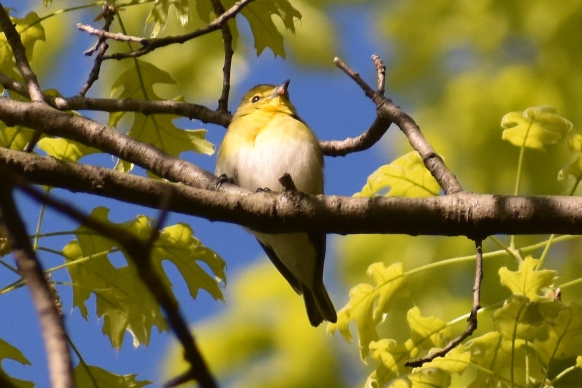 Yellow-throated Vireo - ML232460061