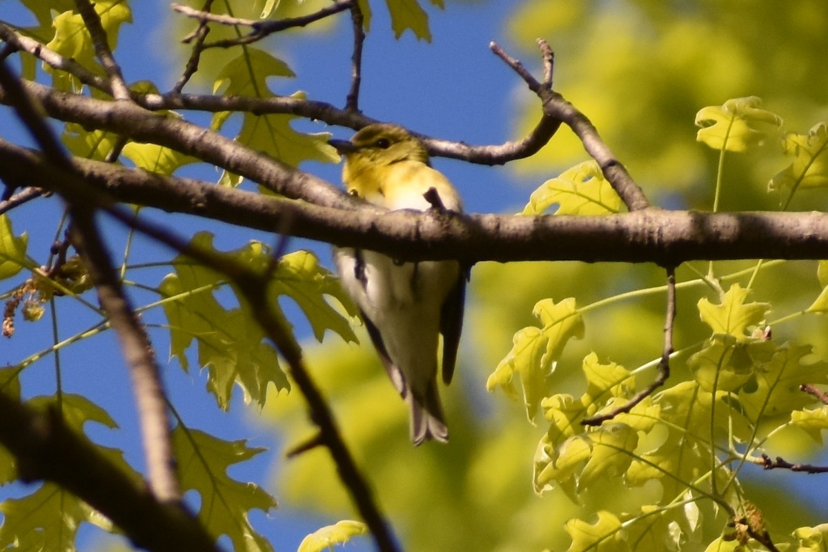 Yellow-throated Vireo - ML232460071