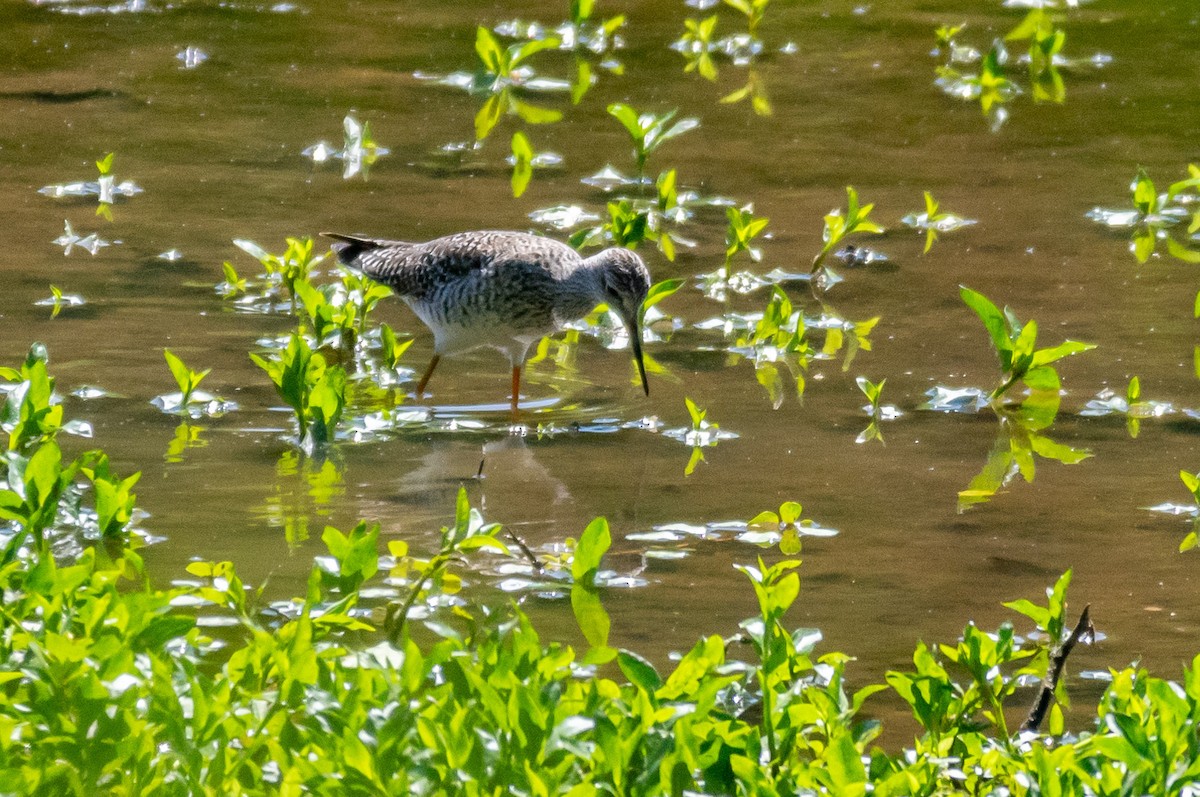 Greater Yellowlegs - ML232460741