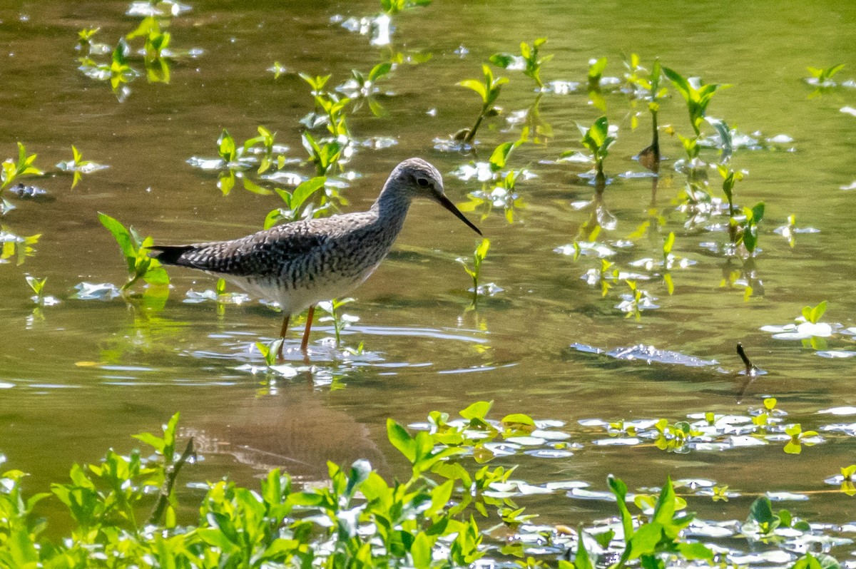 Greater Yellowlegs - ML232460751