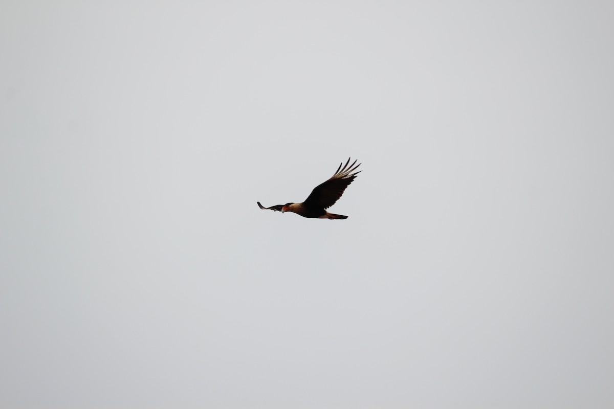 Crested Caracara (Northern) - ML232461611