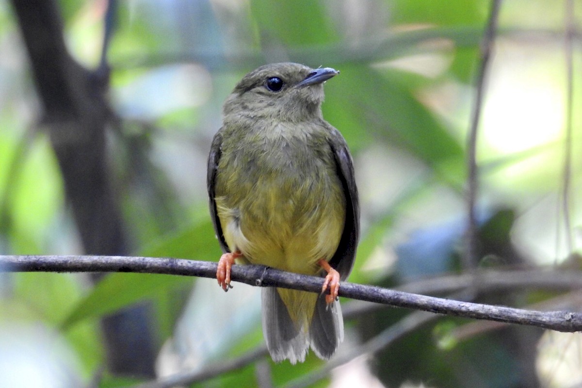 White-collared Manakin - ML232462461