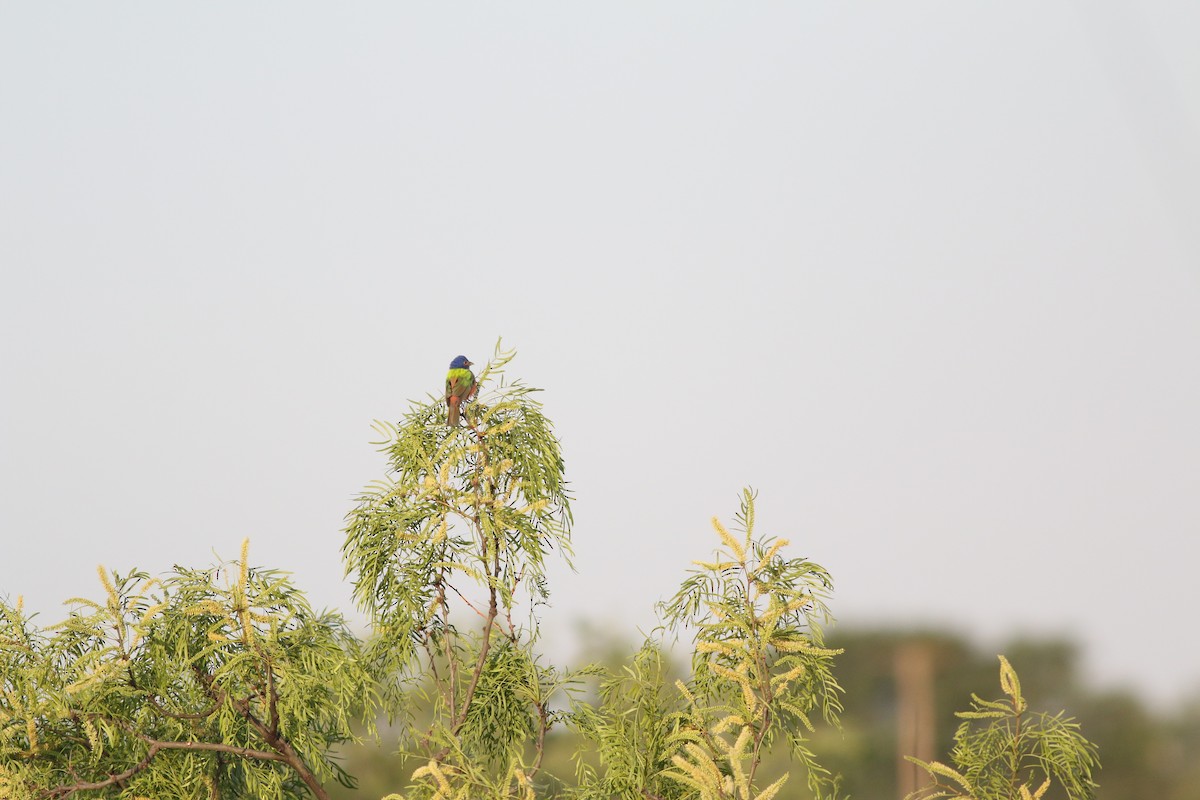 Painted Bunting - Johnathan Hruska