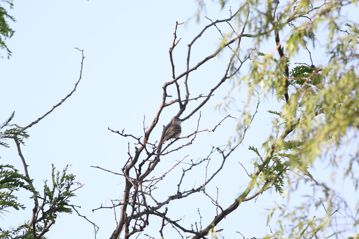 Ash-throated Flycatcher - ML232464281