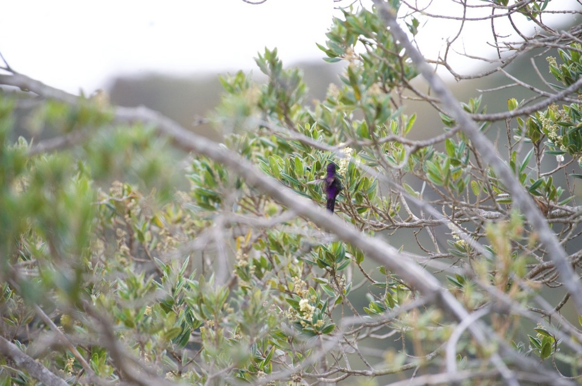 Purple-backed Thornbill - ML232464981