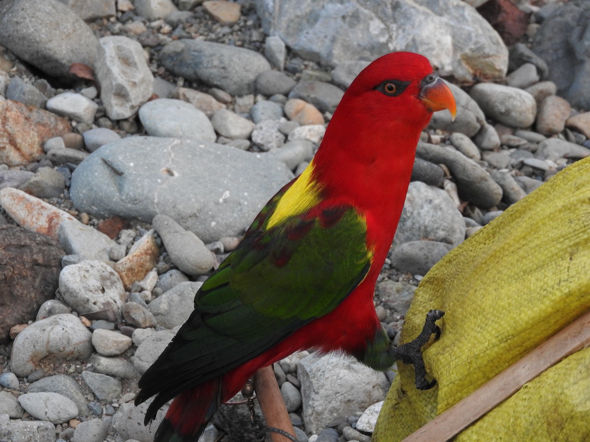 Chattering Lory - Pam Rasmussen