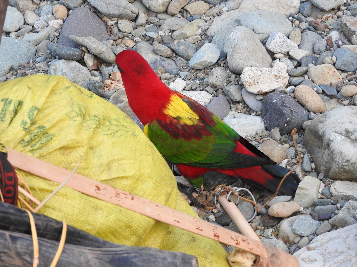 Chattering Lory - Pam Rasmussen