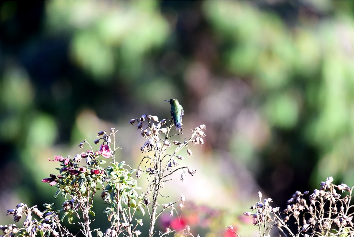 Glowing Puffleg - ML232465231