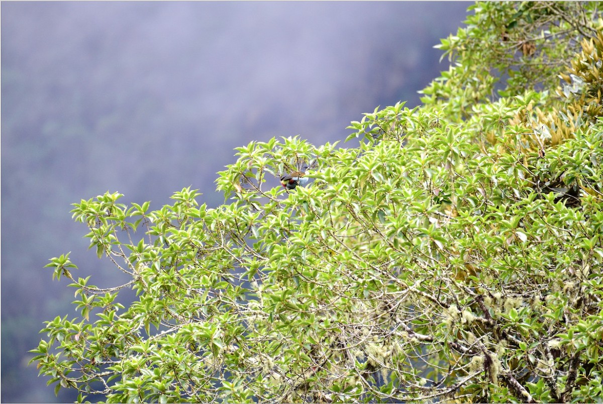 Black-billed Mountain-Toucan - ML232465521