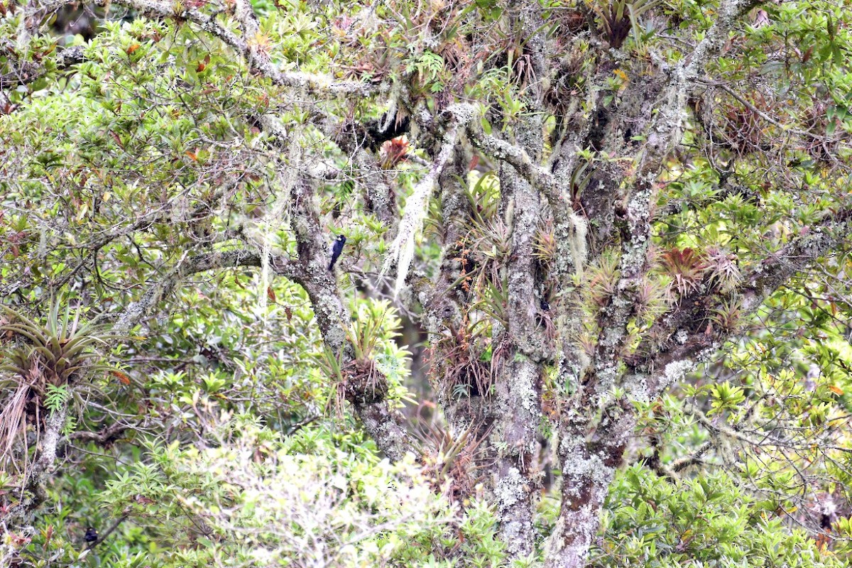 Acorn Woodpecker - ML232465581