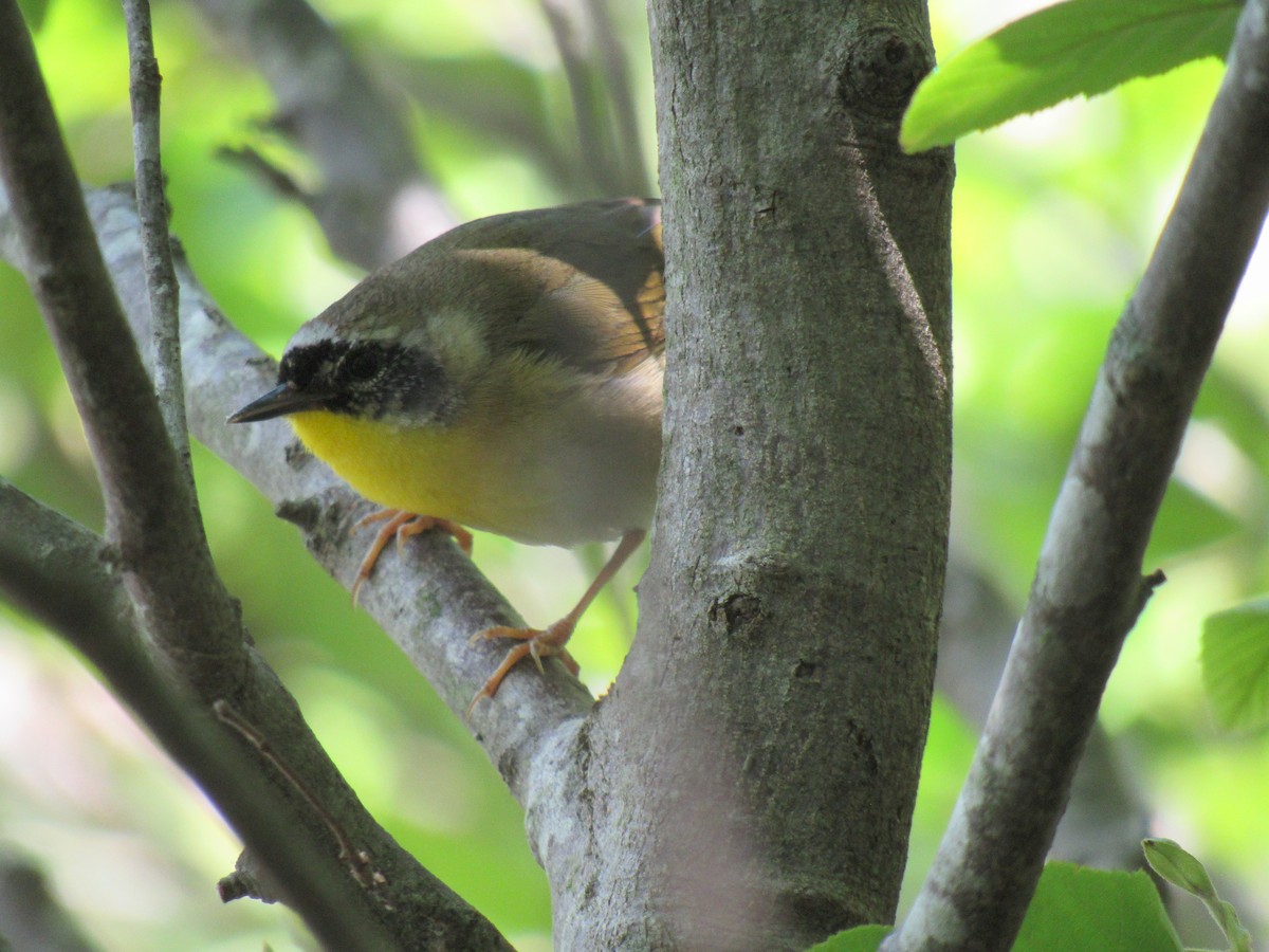 Common Yellowthroat - ML232465981