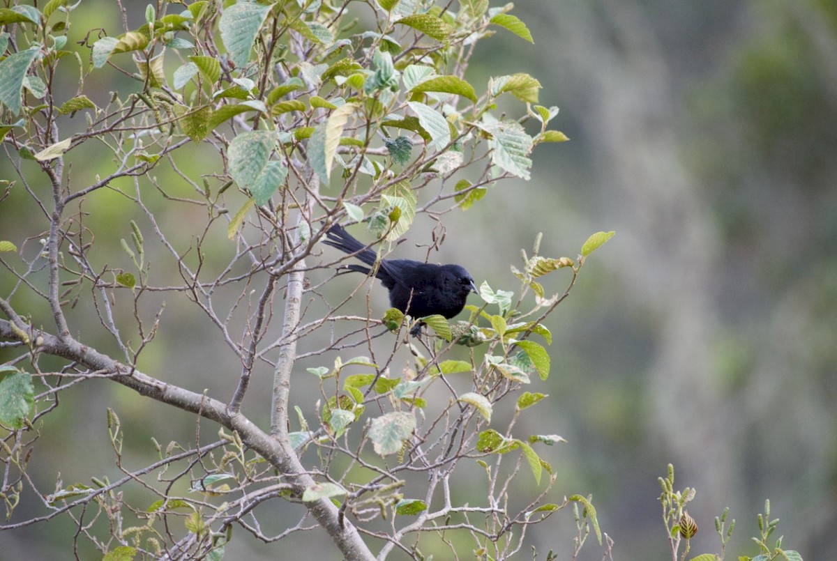 Mountain Grackle - ML232466081