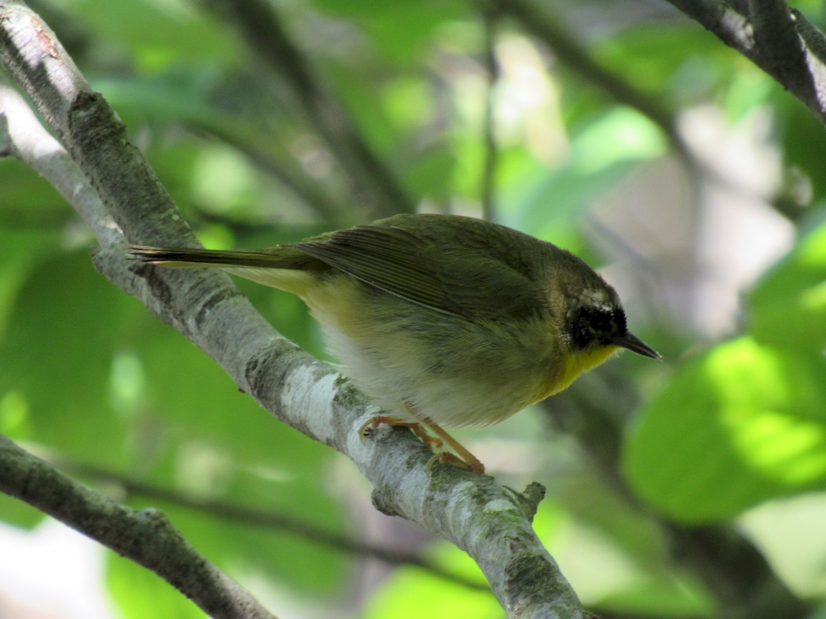 Common Yellowthroat - ML232466091