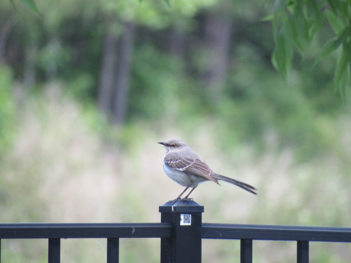 Northern Mockingbird - ML232466351