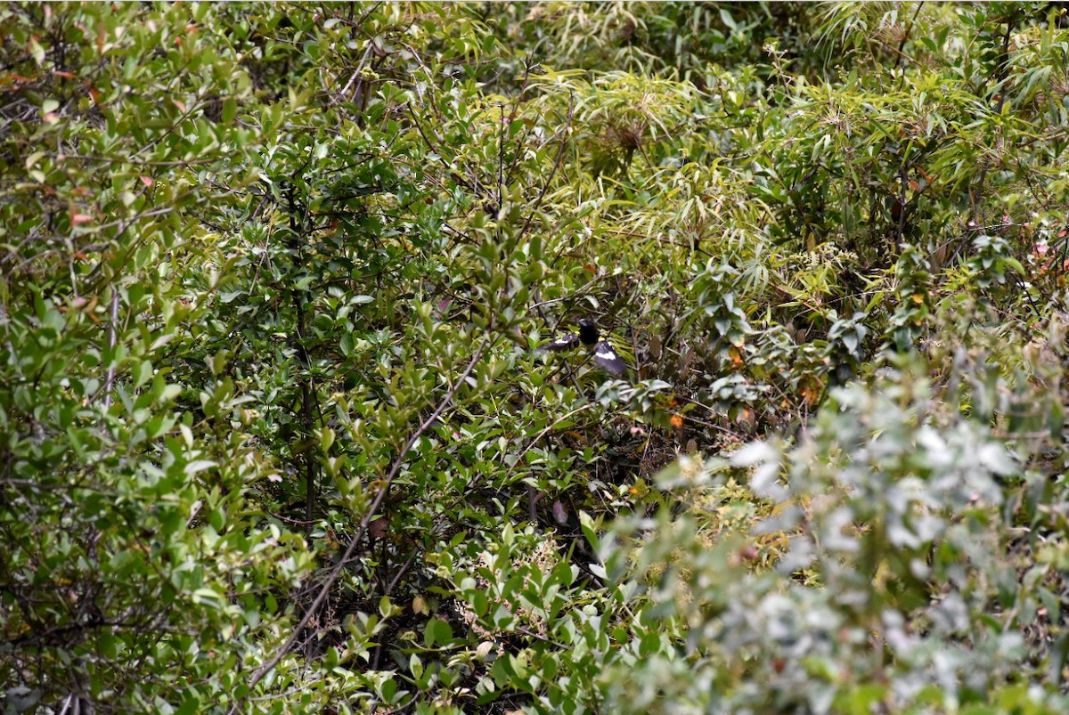 Black-backed Grosbeak - ML232466361