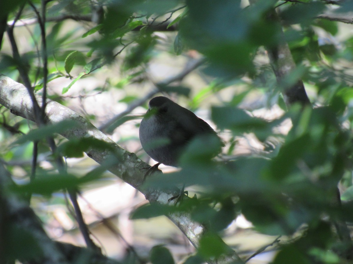 Gray Catbird - ML232466391