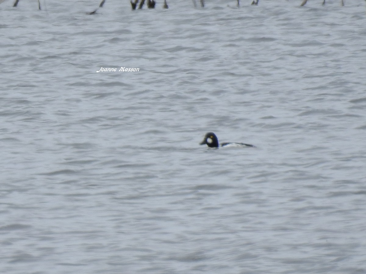 Common Goldeneye - ML232466981