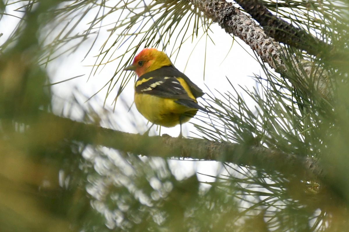 Western Tanager - ML232467741