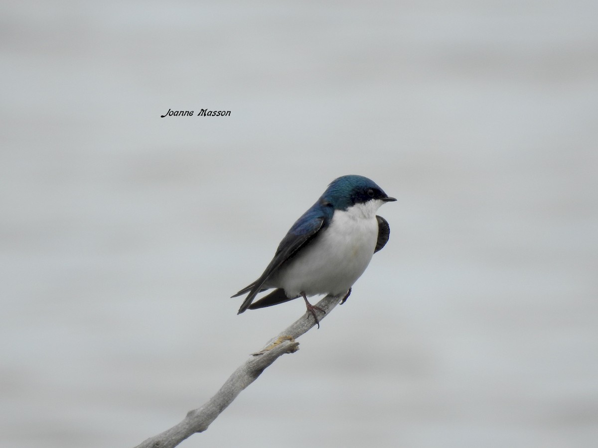 Tree Swallow - Joanne Masson