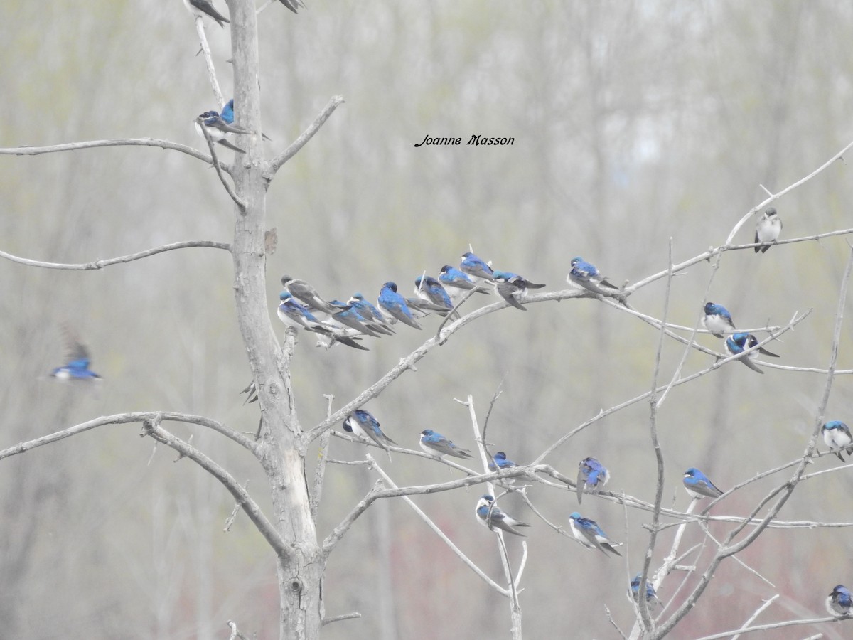 Tree Swallow - Joanne Masson