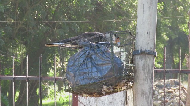 Caracara Carancho (sureño) - ML232469771