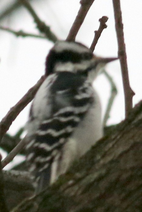 Downy Woodpecker - ML23247021