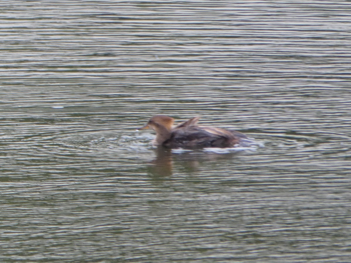 Hooded Merganser - ML232470261