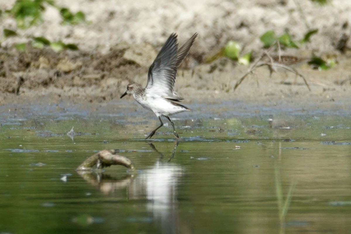 Semipalmated Sandpiper - ML232470641