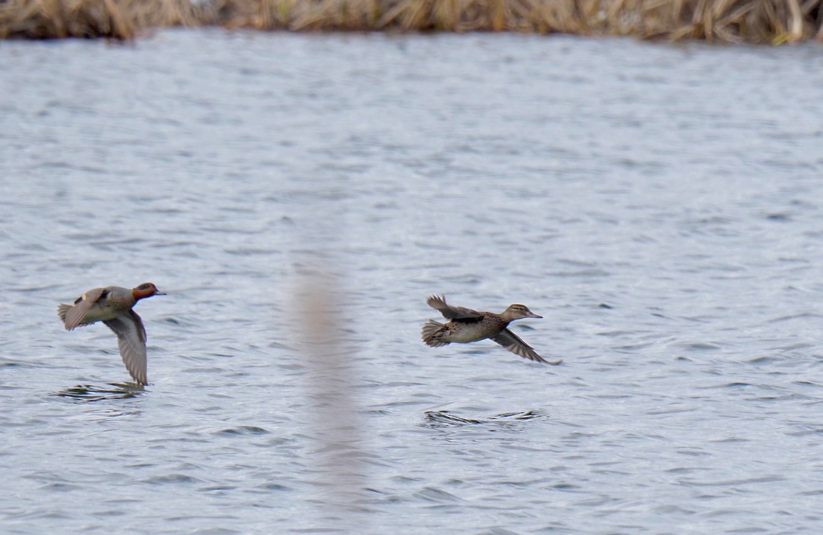 Green-winged Teal - Bruce Gates