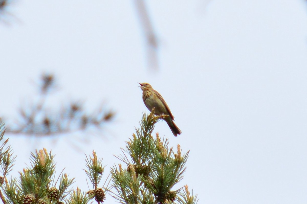 Tree Pipit - Karthik Thrikkadeeri