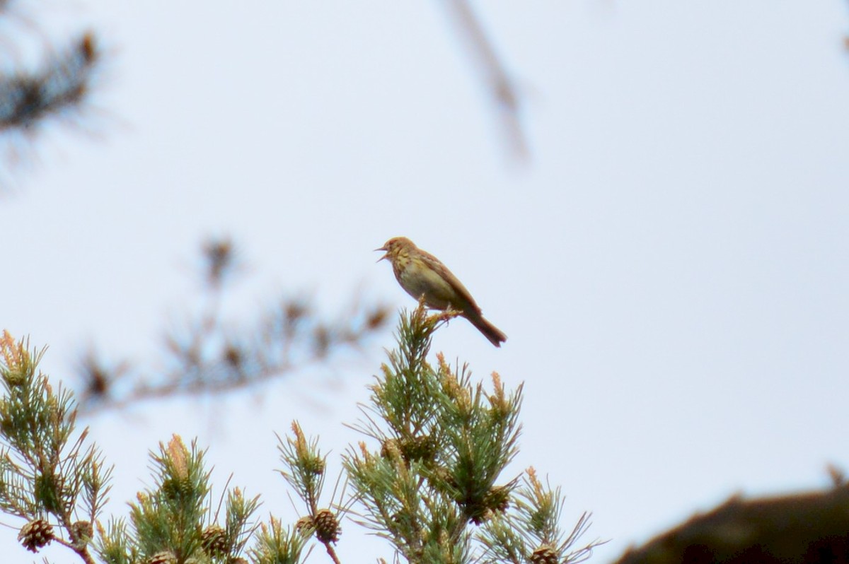 Tree Pipit - Karthik Thrikkadeeri