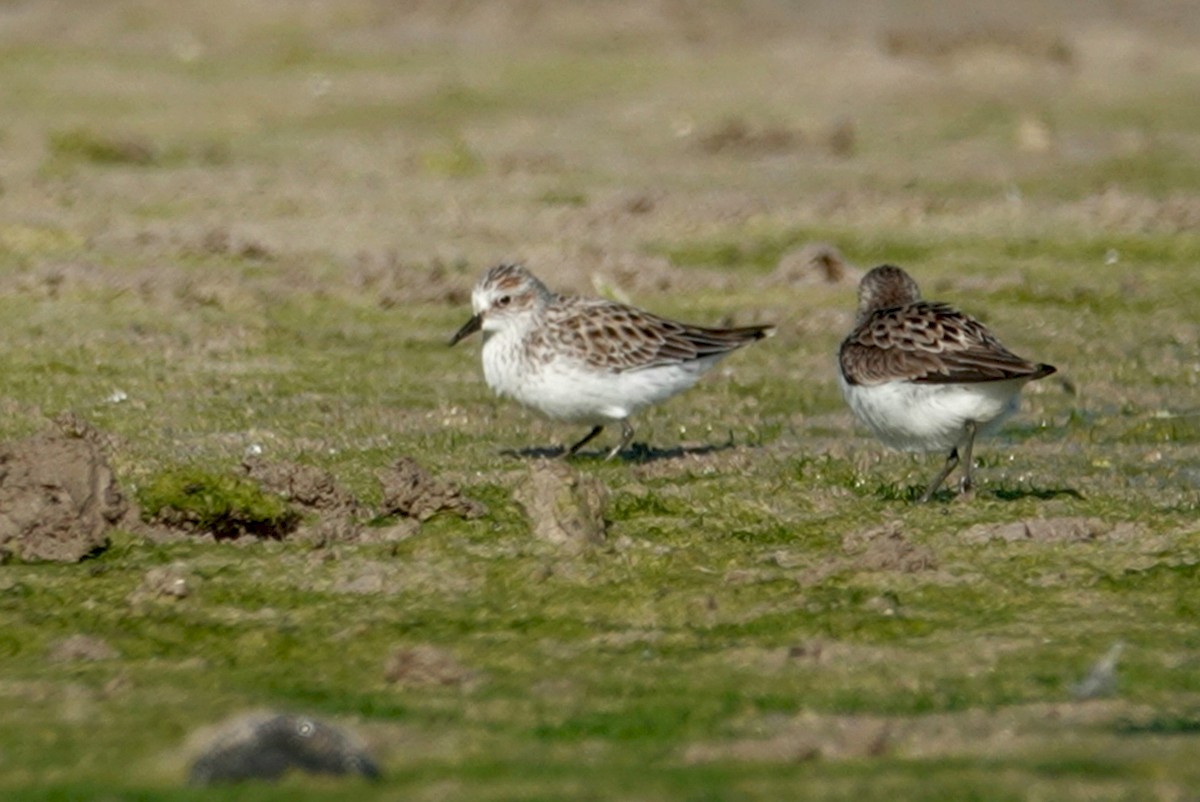 Semipalmated Sandpiper - ML232473271