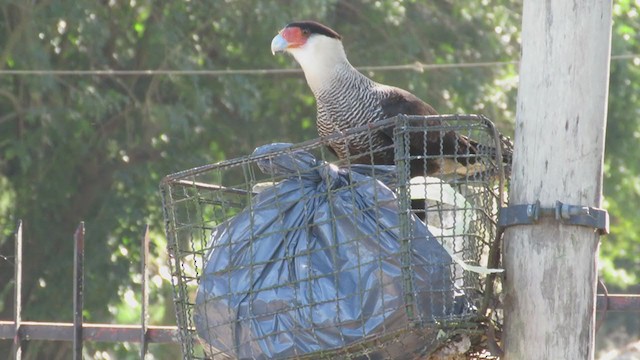 Caracara huppé (plancus) - ML232478331