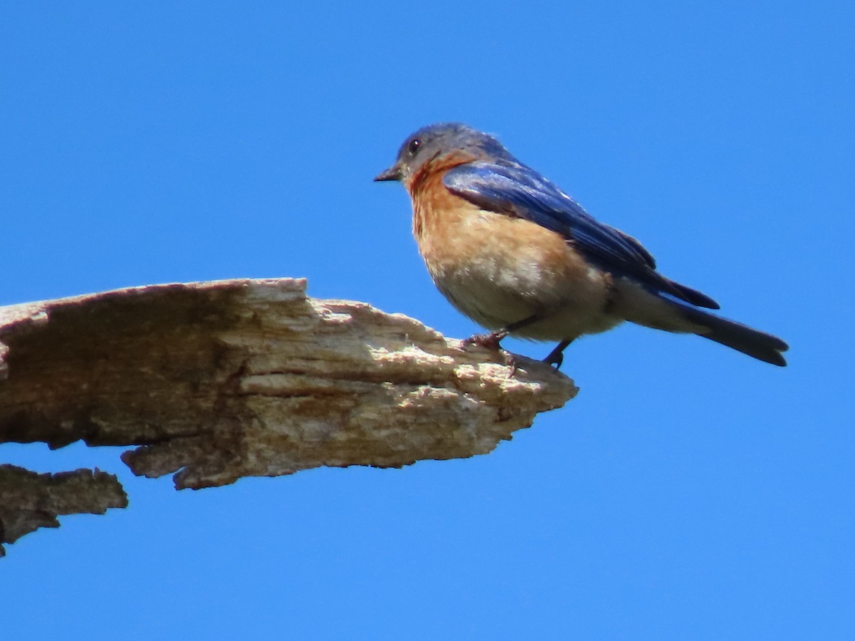 Eastern Bluebird - ML232479731