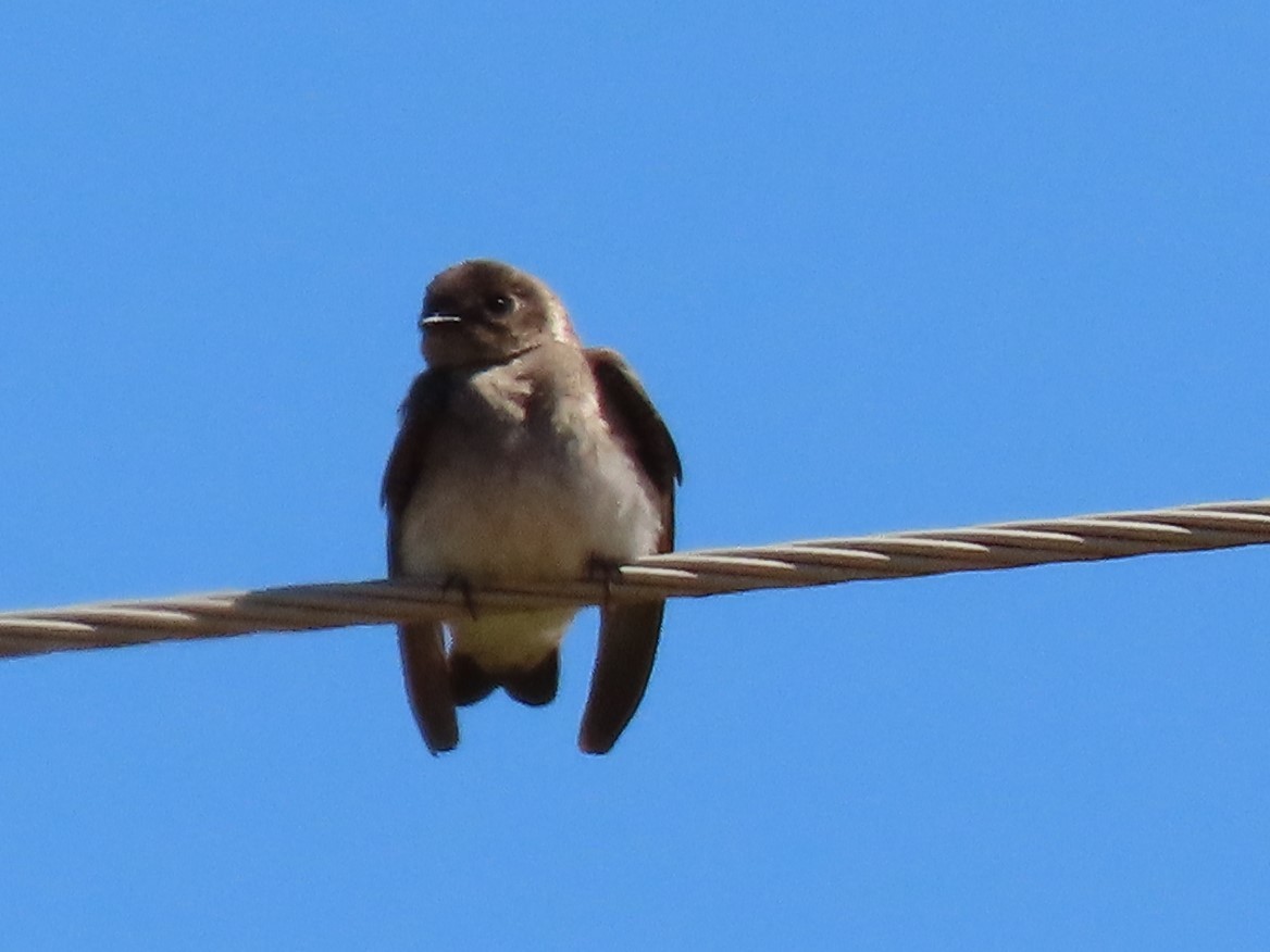 Northern Rough-winged Swallow - ML232479901