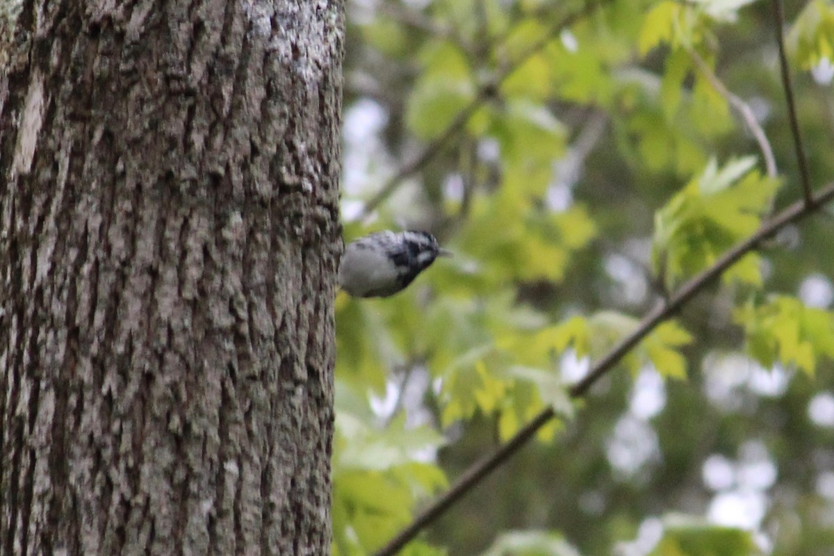 Black-and-white Warbler - ML232480231