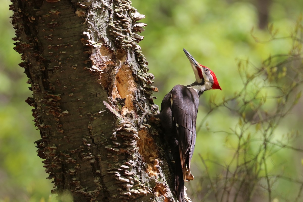 Pileated Woodpecker - ML232482721