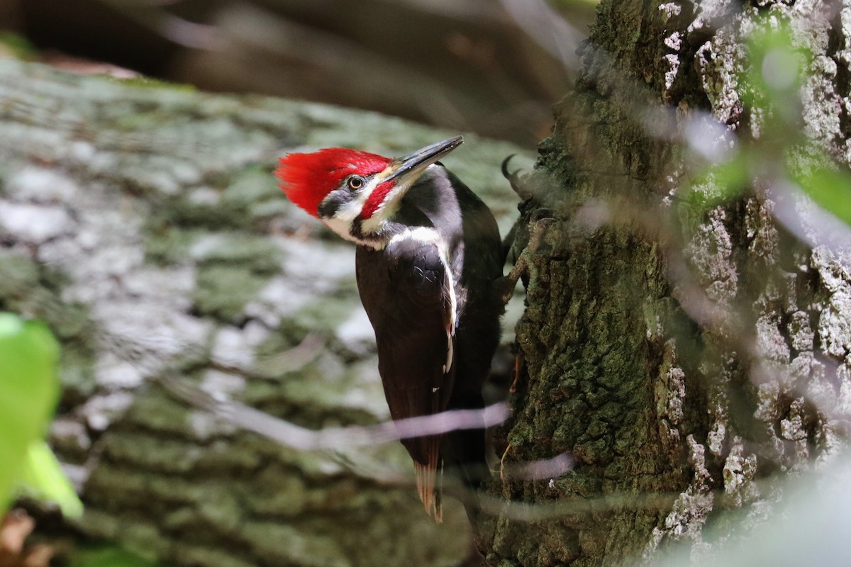 Pileated Woodpecker - ML232482771